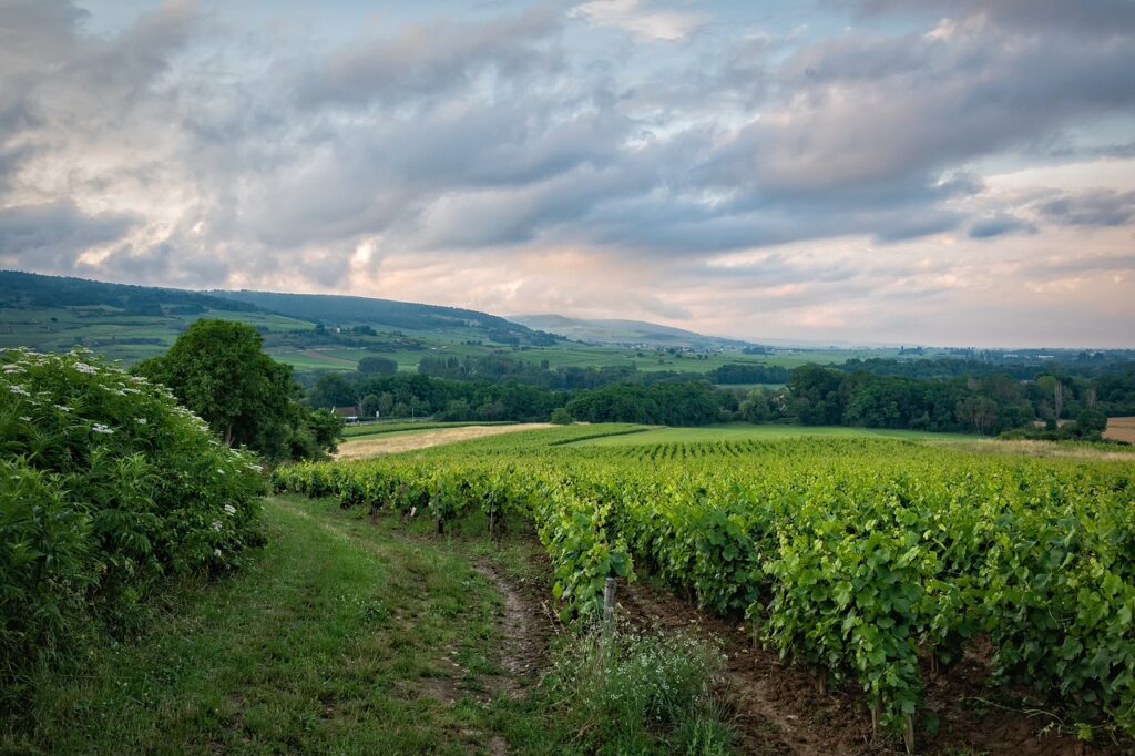 LA BOURGOGNE